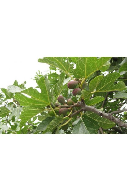 Декоративное растение инжир Техас Everbearing в украинском климате